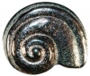 1" Silver Snail Shell (25mm)